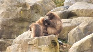 Mad Monkey Mother Picking Insects From Her Son Hair