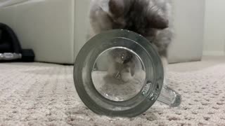 Two-faced kitten funny video! Try to fit in a cup
