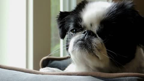 Cute Japanese Chin dog turns her head to look at the camera