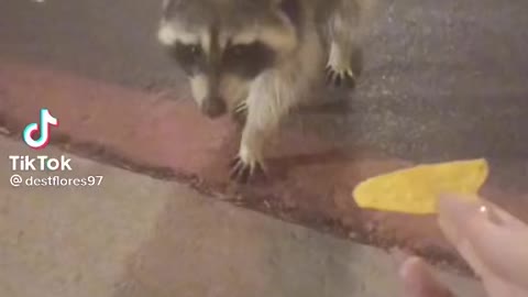 Food so poisonous even a raccoon don’t want it