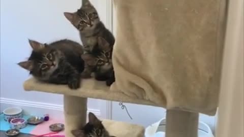 Kittens Tilting Their Heads Looking at Mom Soon as She Opens Door