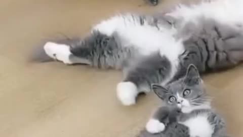 cat funny video