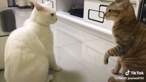 Cats talking !!! these cats can speak English better than human