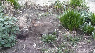 How mother feed to rabbits on feeding time