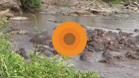 40+ Hippos Attack One Crocodile [SiGator]
