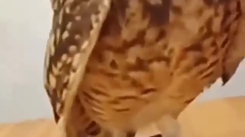 Owl Overwhelmed By Love #shorts #shortvideo #video #virals #videoviral