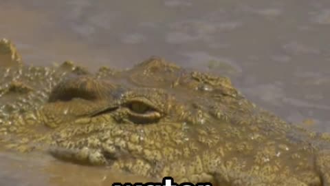 Facts about Crocodile