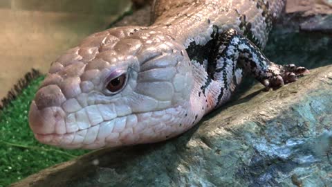 Skink blue-tongued