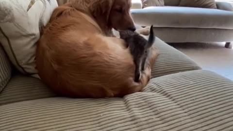 🥰Cat dog funny romance ♥️