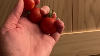 First Tomatoes Of 2022