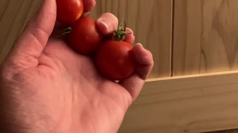 First Tomatoes Of 2022