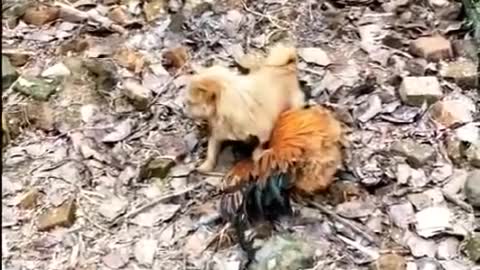 Chicken VS Dog Fight - Funny Dog Fight Videos