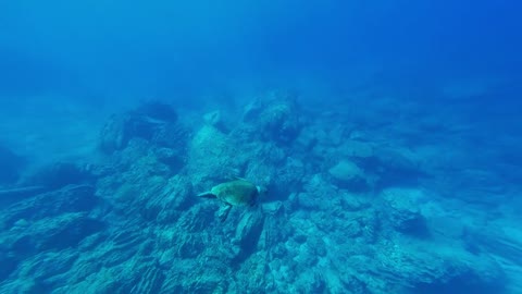 Hawksbill sea turtle in the Sea 7 - man & camera