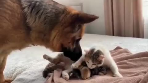 Sweet Bonding between animals