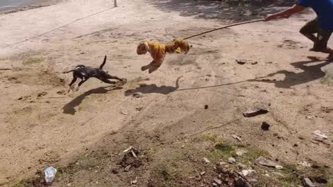 Nice Prank! Fake Tiger Prank Dog Run Funny Action