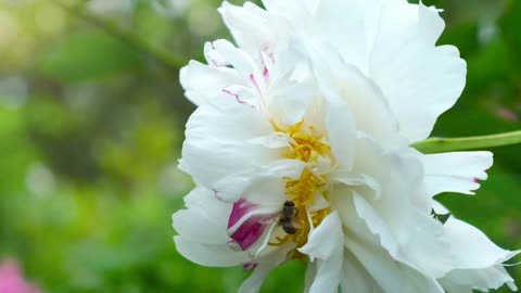 A bee flies around a beautiful white flower