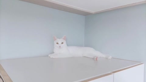 A cute cat on the closet