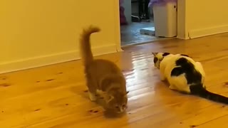 Kitten Would Rather Play With Food Than Eat It