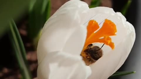 Little bee cleaning her crocus pollen