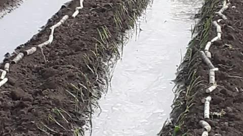 Multi Crossing Farming Onion and Sugarcane। Indian Farming। Farmers Video।