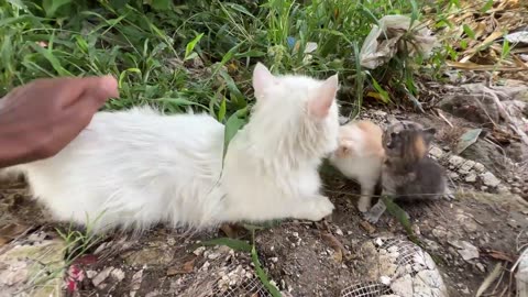 Scared mother cat wanted to take us to her kittens because she saw a big dog near her kittens!