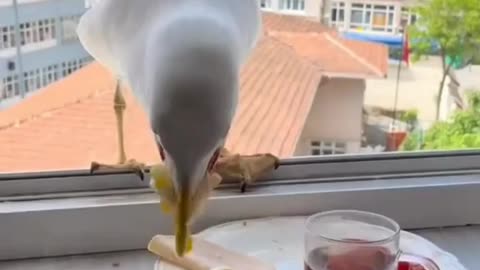 Cute birds eating video