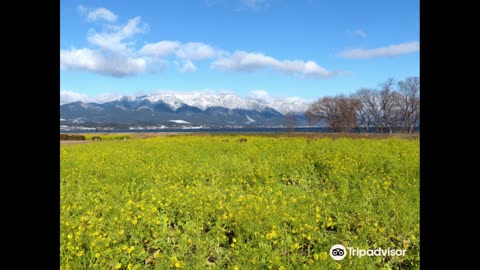 12,000 rape blossoms