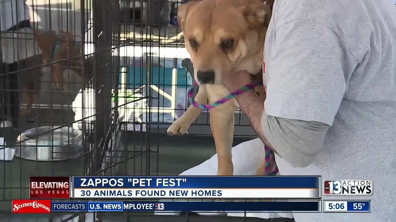 30 animals adopted at Pet Fest