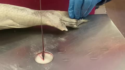 Satisfying fish cutting