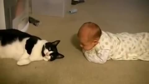 Pet Kitten Meets Baby For The First Time