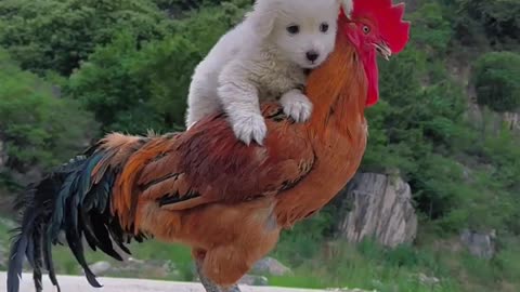 The chicken daddy is carrying the dog on his back #cutepet #dog