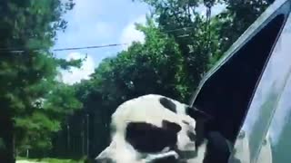 Black and white dog sticks head out window on country road