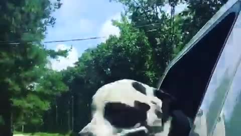 Black and white dog sticks head out window on country road