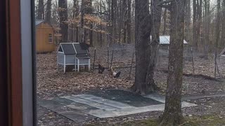 Cat guarding the chickens !