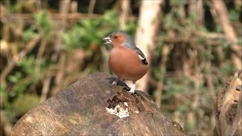 Birds of the Falkland Islands