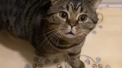 cute cat ready to be scolded by mom