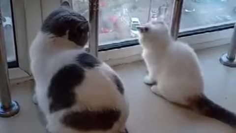 Cat Fights cat