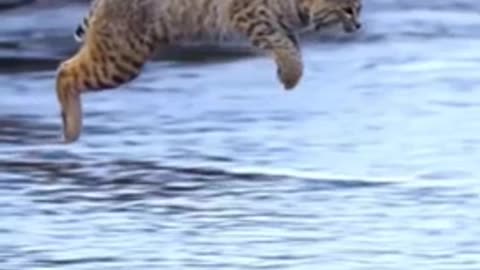 Tiger Pub Jump Viral Animals Video Clip very funny