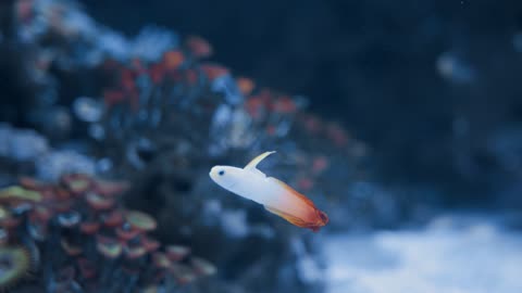 A Small Fish Underwater