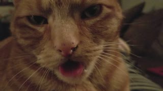 Cat weird tongue movements