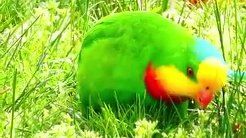 CUTE parrot in beautiful garden