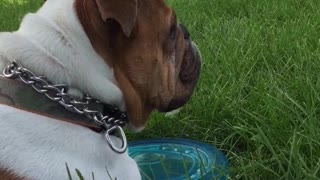 Dog park blue frisbee howls sirens