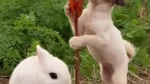 Rabbits and dogs eat carrots