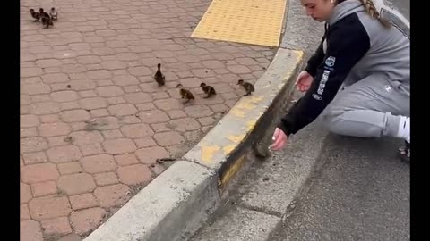 Helping ducks up from a busy curb ❤️🙌