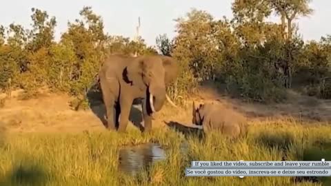 Wild animal fight; Elephants vs Rhinoceros| Luta de animais selvagens; Elefantes vs rinocerontes
