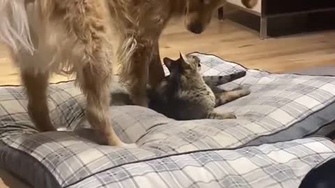 Cat and dog | Give me my bed