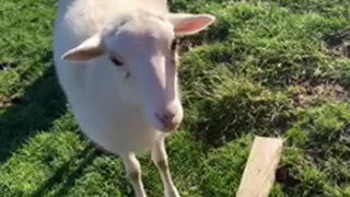 Sheep Begging for a Treat