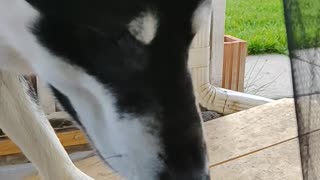 Saber the husky wanted something