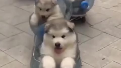 Dog baby driving