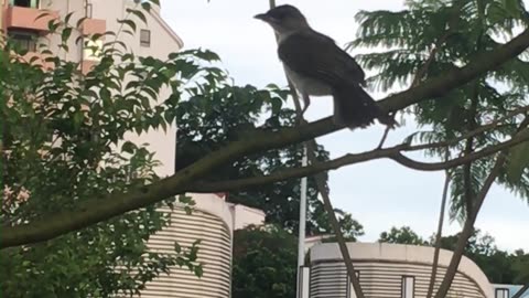 birdie singing on tree